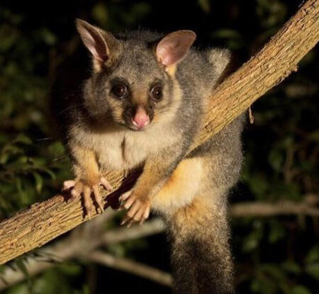 a bush tailed possum hanging over a tree branch at night staring at the camera with a shocked look